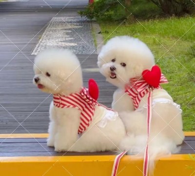 ペット用リード、小型犬用リード、胸部および背中用リード、旅行用犬用リード、韓国ペット用品